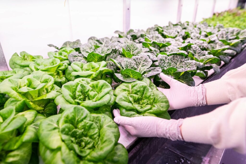 A look inside the Growcer Osiris, a modular hydroponic farm system. All Photos courtesy of Growcer