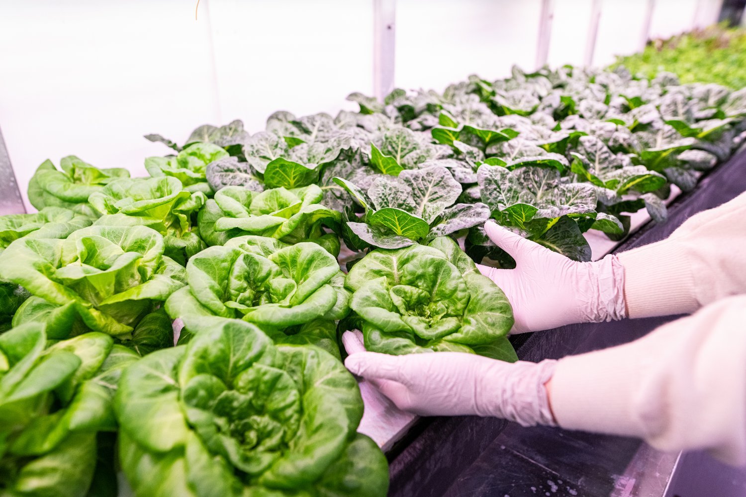 A look inside the Growcer Osiris, a modular hydroponic farm system. All Photos courtesy of Growcer