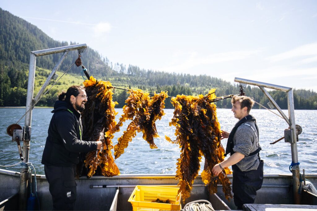 The Seaweed Agriculture industry is rapidly growing on Vancouver Island and across coastal BC.