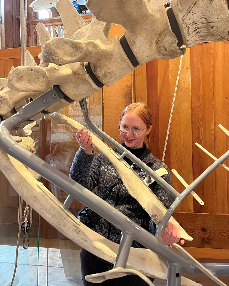 Holmes helped install an articulated skeleton of a Minke whale in the Whale Interpretive Centre.